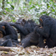 Imagen para el artículo titulado La verdad de los chimpancés, el huevo de pascua de Juego de Tronos y lo nuevo de WhatsApp. Lo mejor de la semana